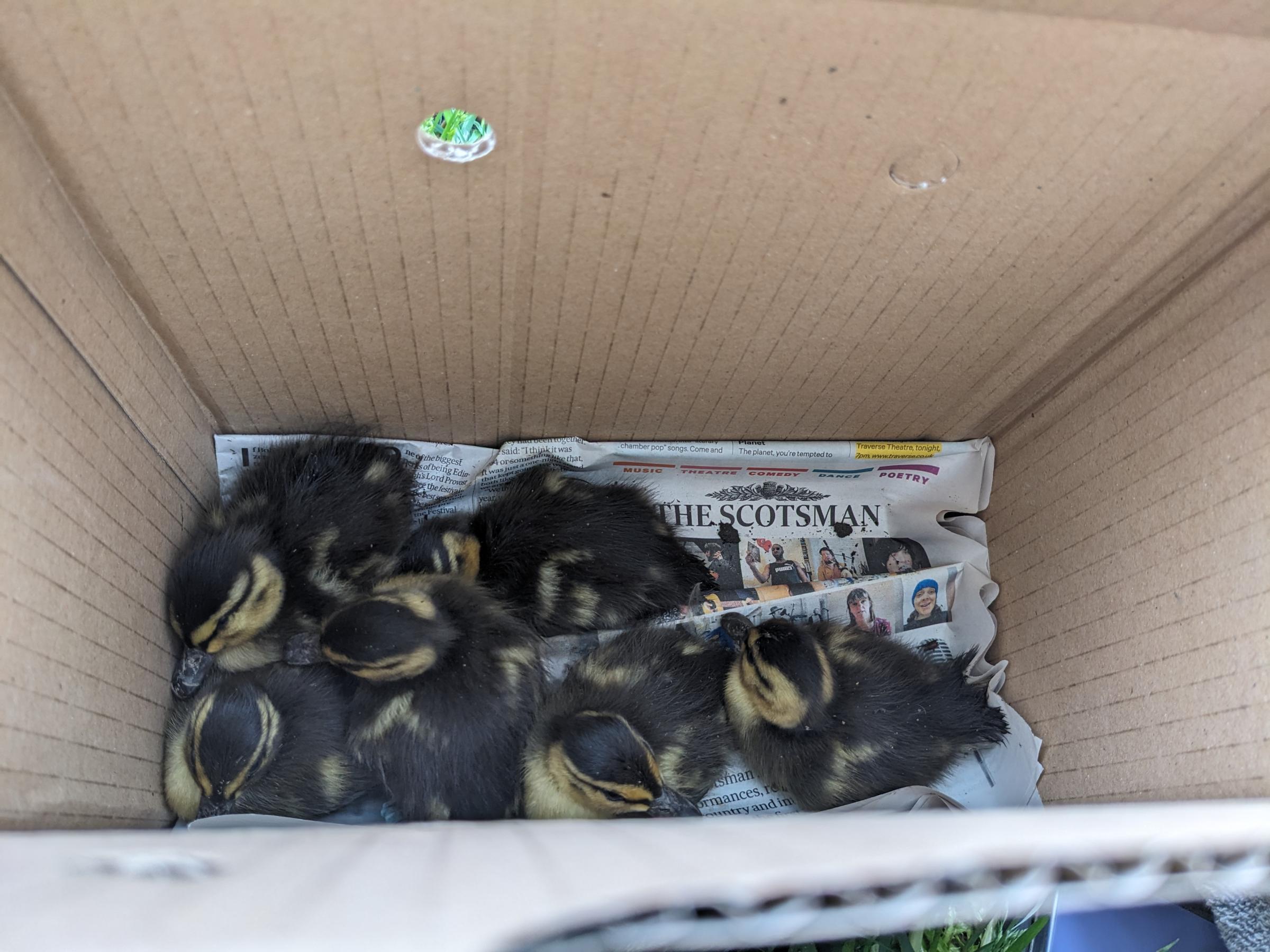 Firefighters and the Scottish SPCA were called out to help rescue the ducklings from a drain near Haddington