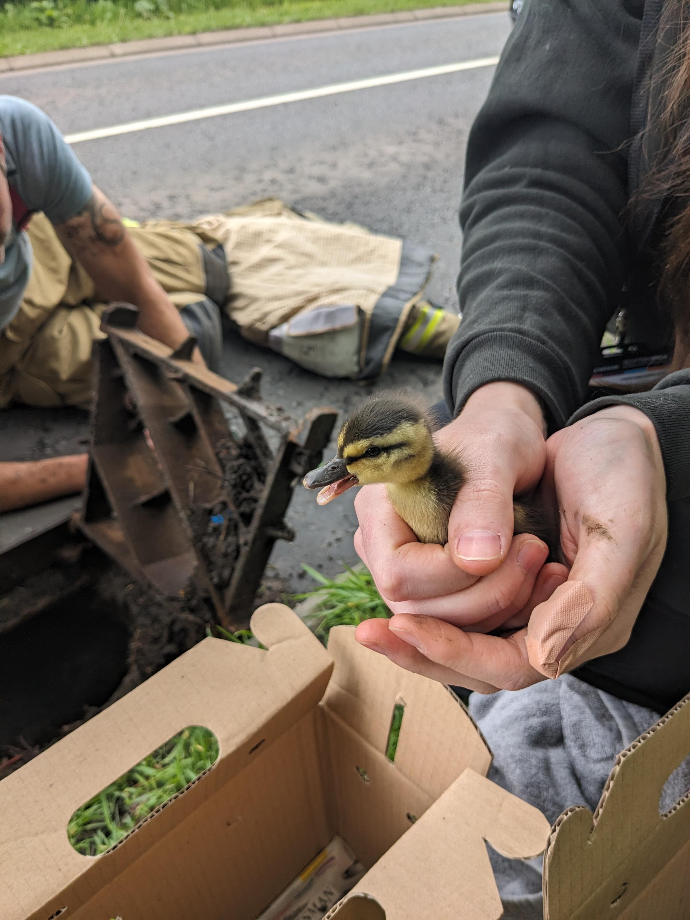 Firefighters and the Scottish SPCA were called out to help rescue the ducklings from a drain near Haddington