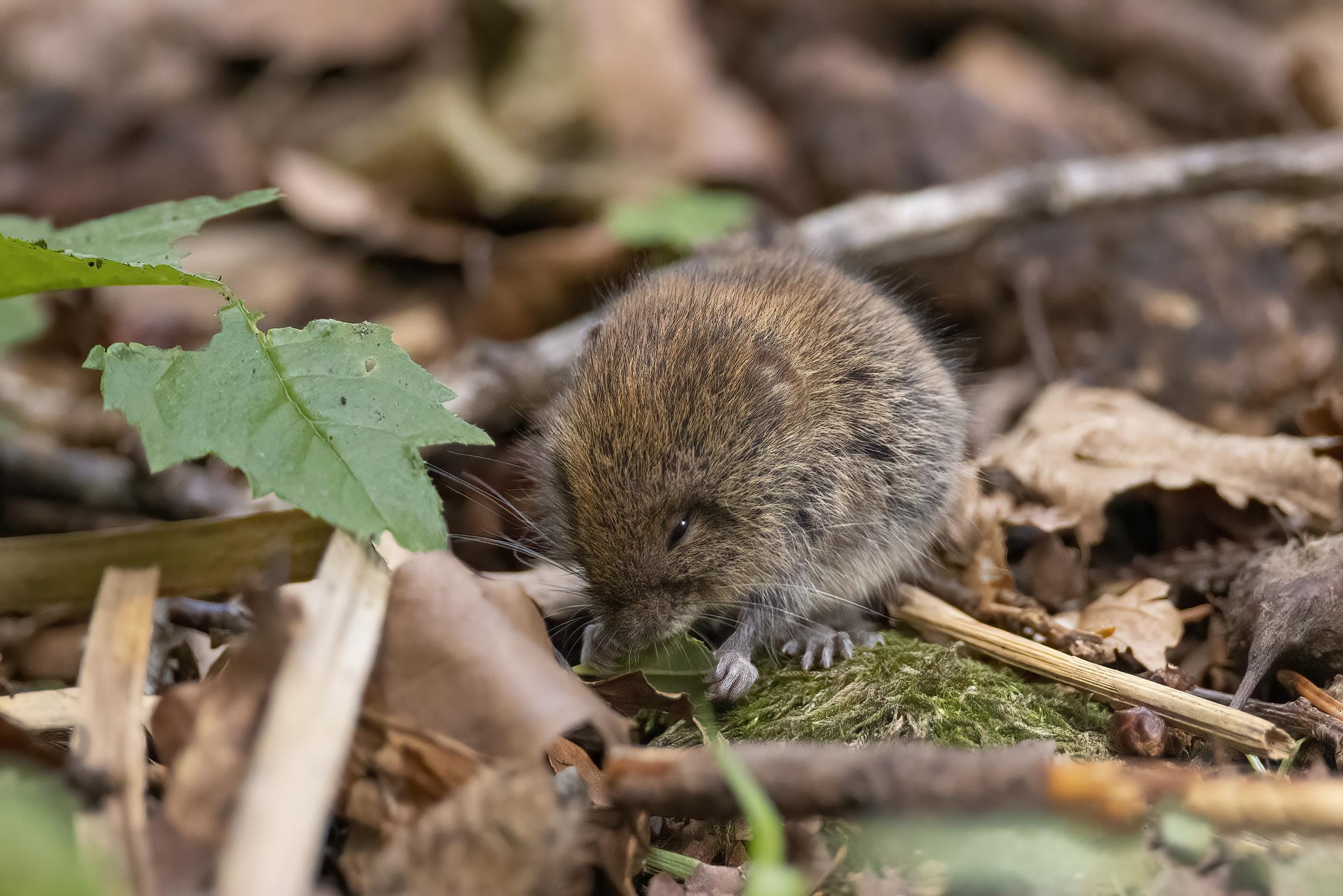 A field vole. Image: Zan Threlfall